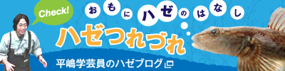 ハゼつれづれに - 平嶋学芸員のハゼブログ - 