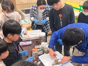 両生類・は虫類の標本を作ってみよう