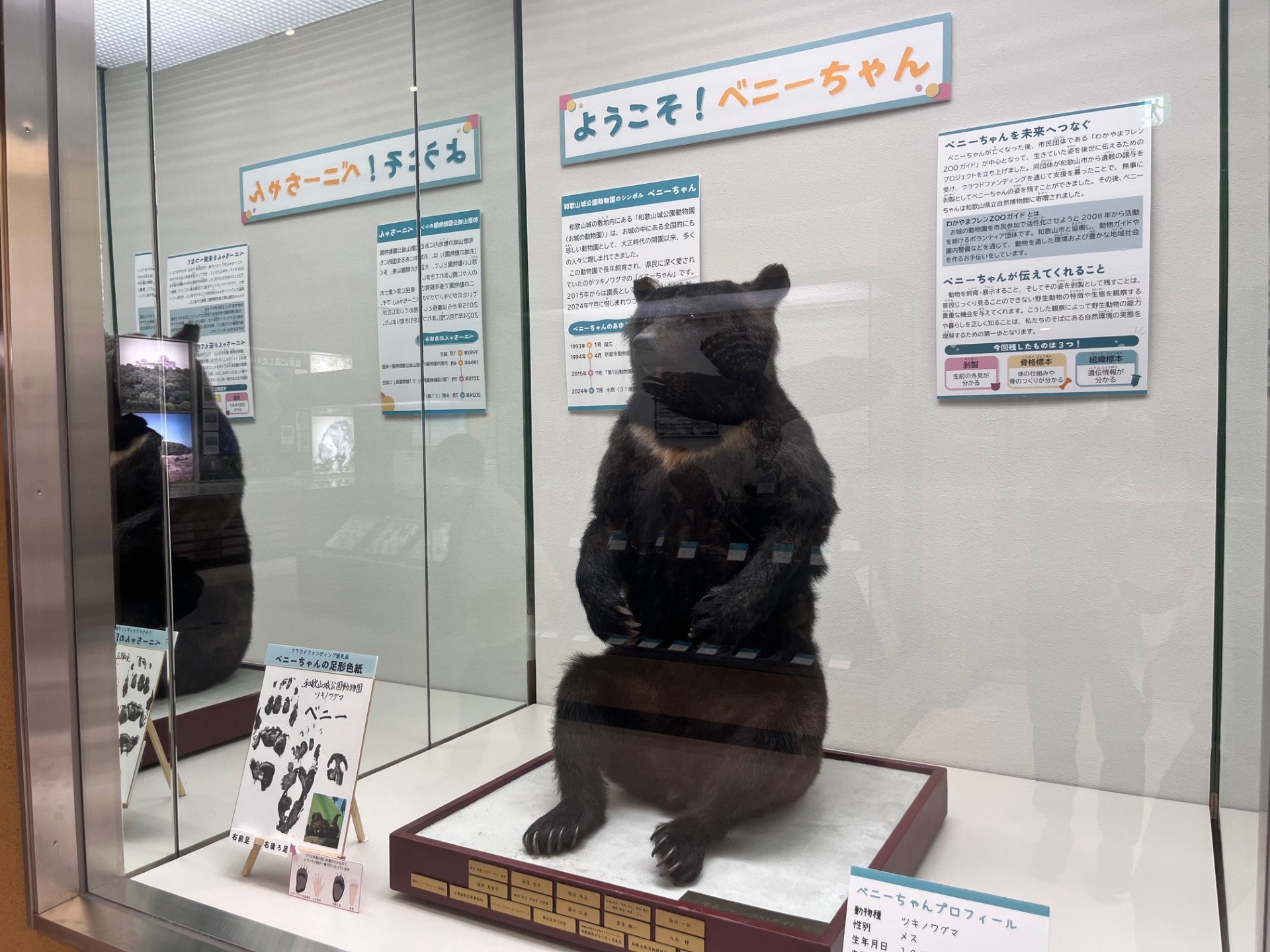 ベニーちゃん