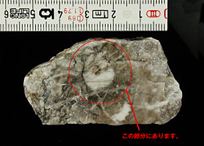 サンゴの化石