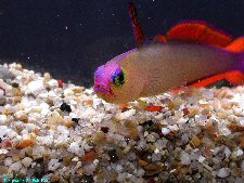 アケボノハゼ